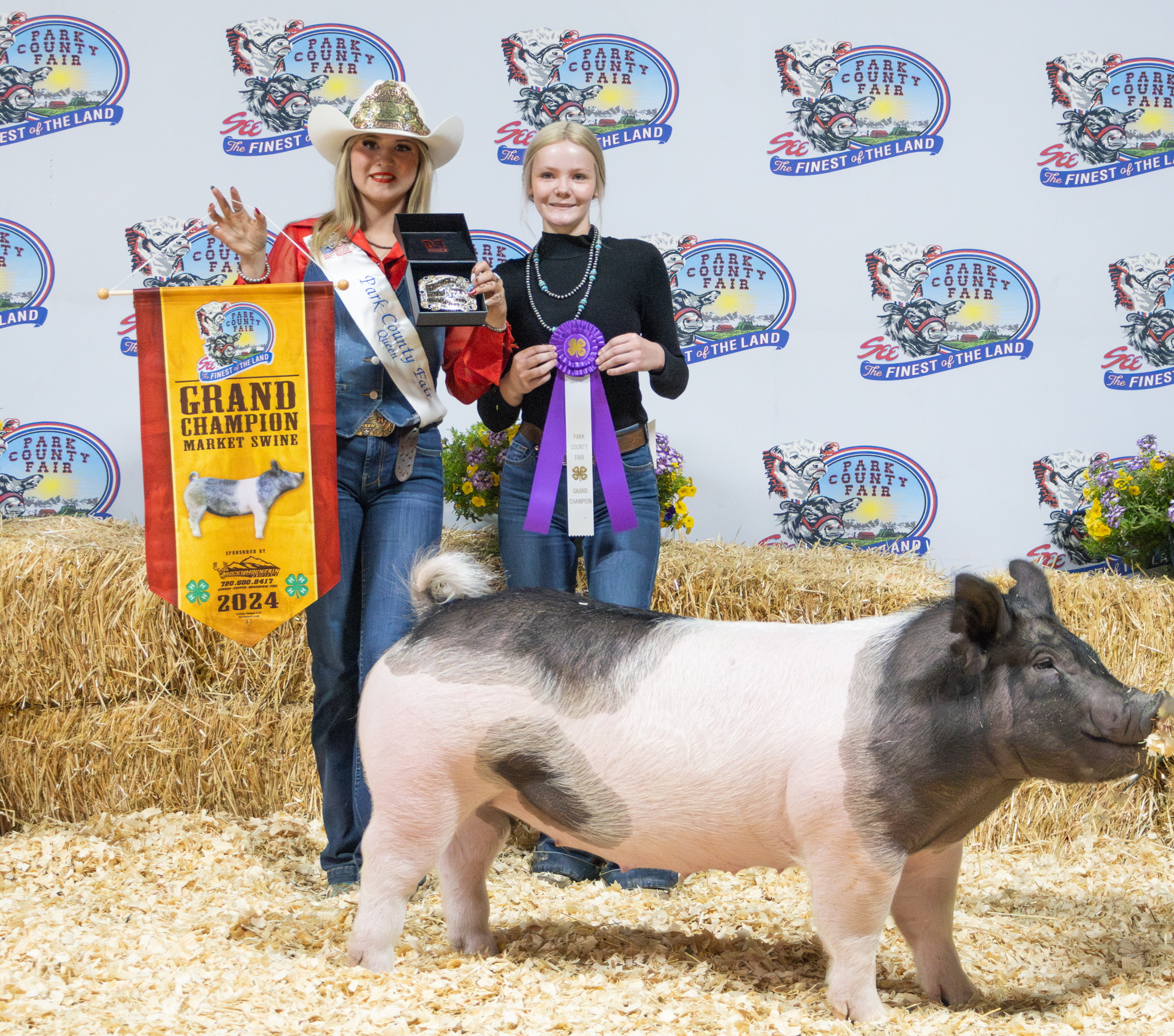 Champion swine