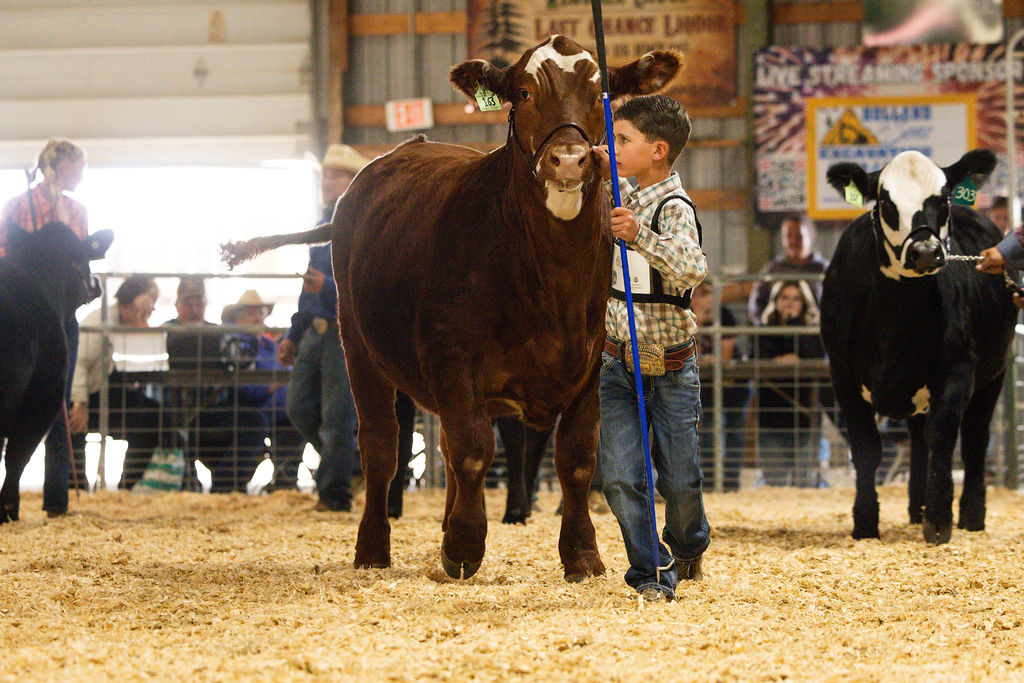 boy shows a steer