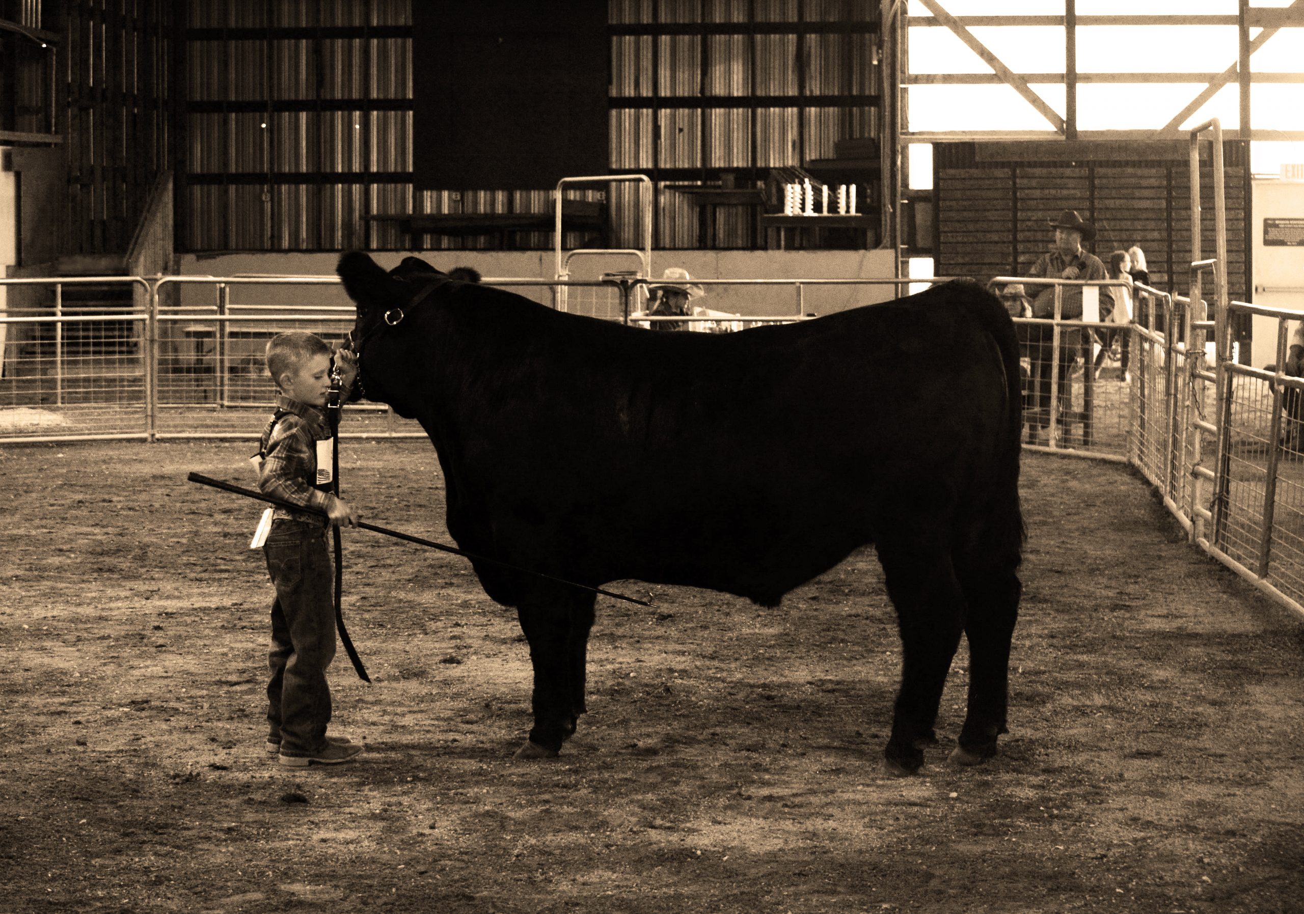 boy shows a steer at fair