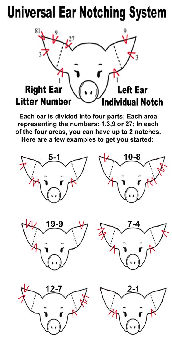 swine ear notches